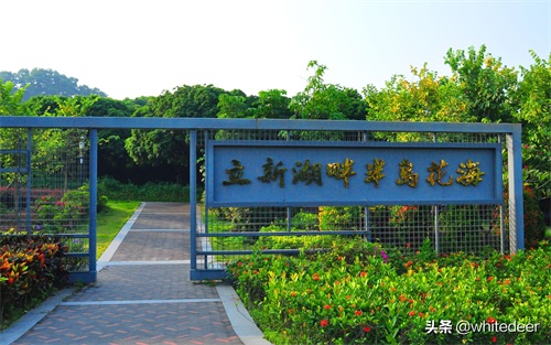 随拍公园 - 环湖游走 深圳立新湖公园