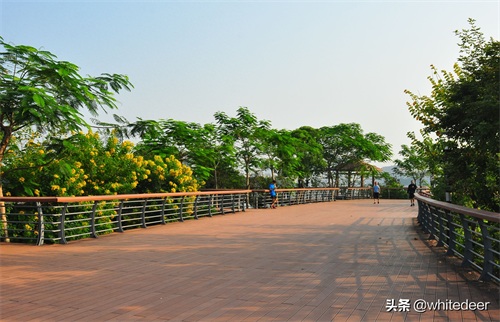 随拍公园 - 环湖游走 深圳立新湖公园