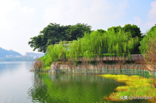 随拍公园 - 环湖游走 深圳立新湖公园