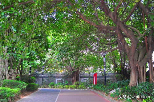 随拍公园 - 环湖游走 深圳立新湖公园