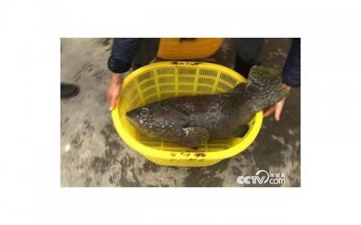 ​张继科热搜，张继科发与水谷隼对战视频为国乒加油冲上热搜第一