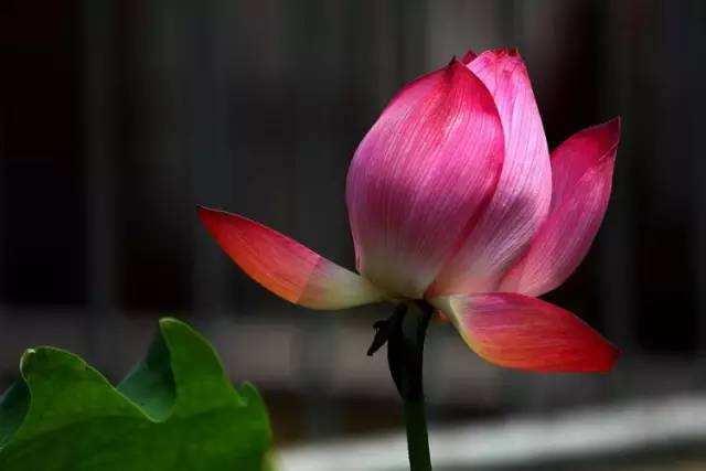 荷花资料 (介绍荷花的资料)-图9 荷花资料 (介绍荷花的资料)-图9