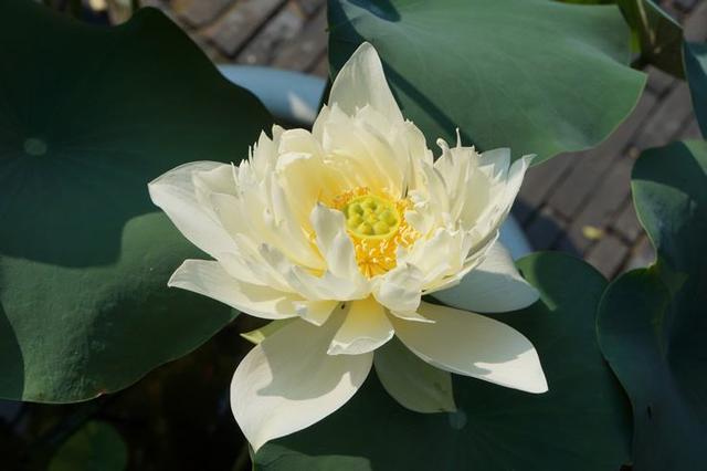 荷花资料 (介绍荷花的资料)-图5 荷花资料 (介绍荷花的资料)-图5