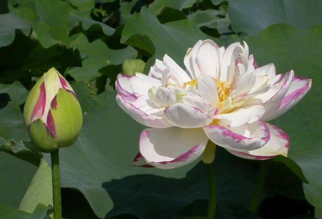 荷花资料 (介绍荷花的资料)-图7 荷花资料 (介绍荷花的资料)-图7