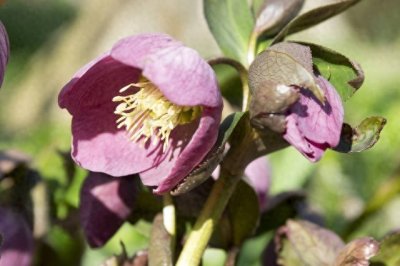 ​高颜值、超耐寒、花期长，铁筷子的诱人之处，远不止于此