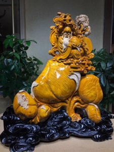 ​小叶桢楠【万寿无疆】