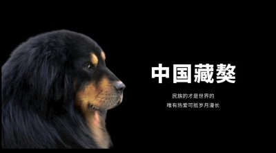 ​身价3000万的藏獒，如何沦为17万人地区、14000条流浪狗？