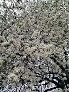 ​云南野果食「十三」——棠梨果（古代人的救命粮）