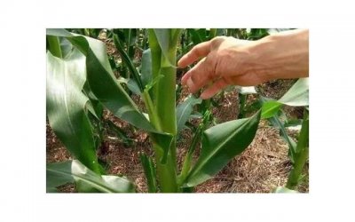 ​尿酸高患者应避免的三种菜