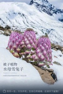 ​高原奇迹：水母雪兔引爆关注