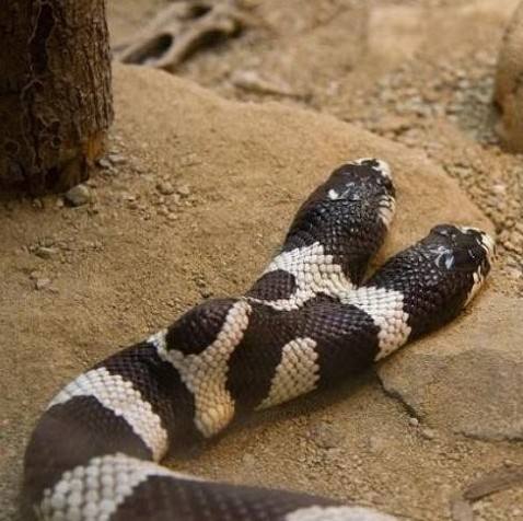 五台山三头蛇图片是真的吗太诡异了 看见三头蛇要小心有血光之灾