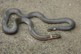 五台山三头蛇图片是真的吗太诡异了 看见三头蛇要小心有血光之灾